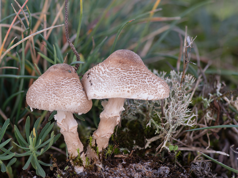 Lepiota subincarnata